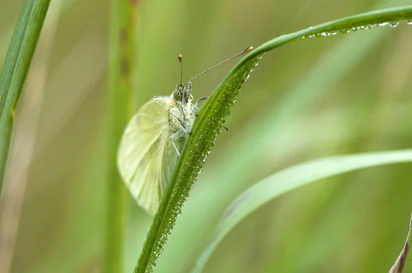 Large Cabbage White Start Pieris Brassicae — Stock Photo, Image