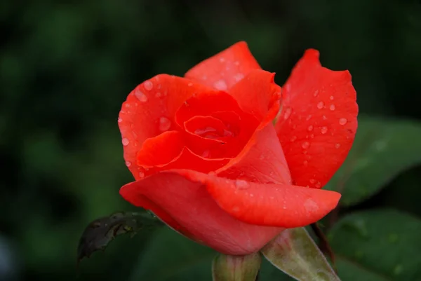Rode Roos Regen — Stockfoto