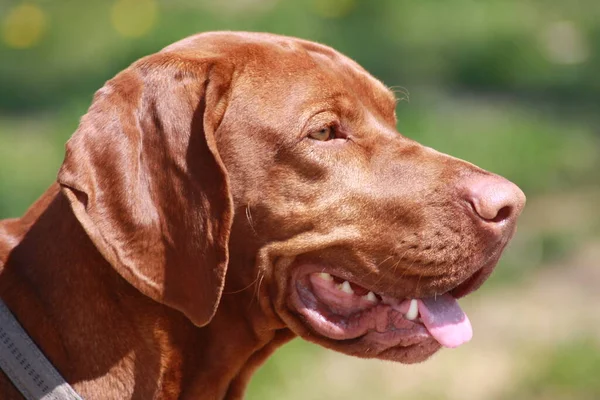 Húngaro Vizsla Cão Marrom — Fotografia de Stock