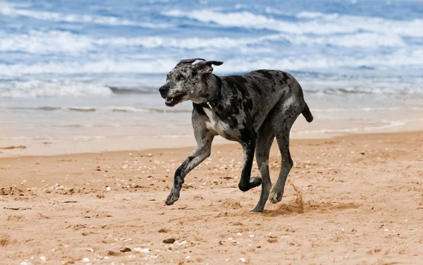 Runing Dog Beach — Fotografia de Stock