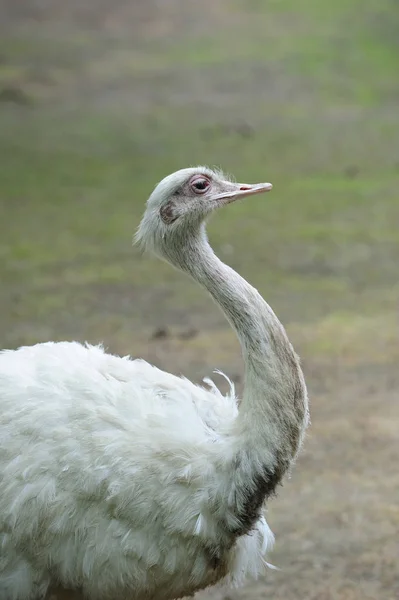 Schilderachtig Uitzicht Prachtige Vogel Natuur — Stockfoto