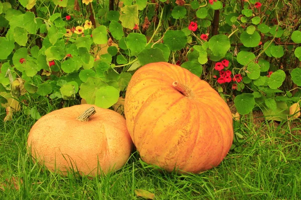 organic pumpkins, Squash vegetables, plant food