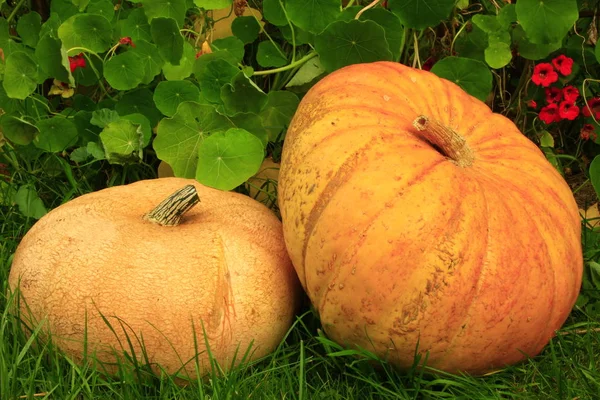 Calabazas Ecológicas Verduras Calabaza Alimentos Vegetales —  Fotos de Stock