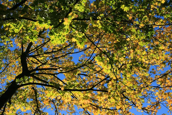 Herbstlaub Der Sonne — Stockfoto