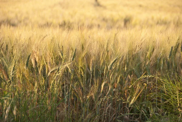 Campo Maíz Toscana Campo — Foto de Stock