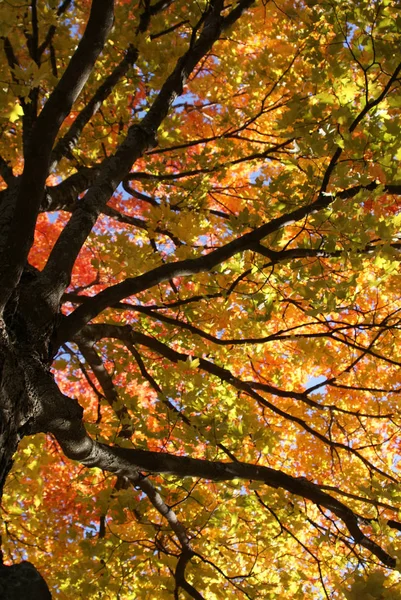 秋の紅葉や紅葉 — ストック写真