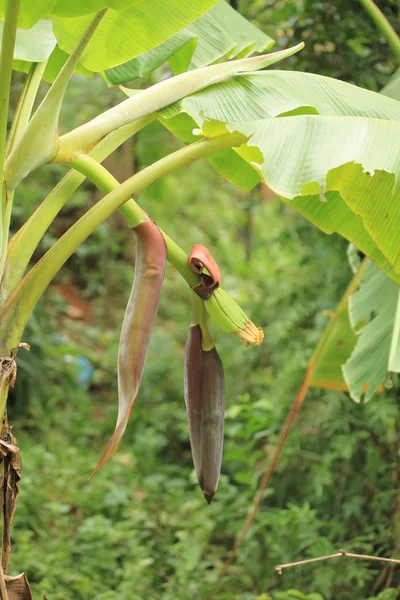 정원에 극락조 바나나 — 스톡 사진