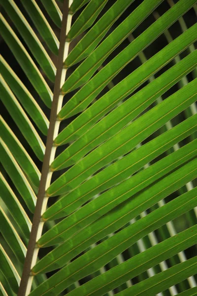 Feuille Palmier Vert Papier Peint Floral — Photo