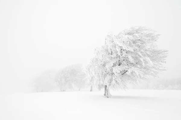 Krásná Příroda Malebné Pozadí — Stock fotografie