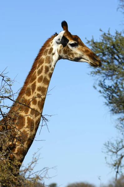 Animais Girafa Marrom Vida Selvagem Flora Fauna Natureza — Fotografia de Stock