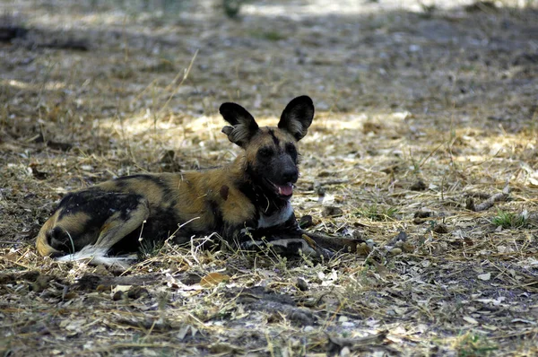 Cão Selvagem Africano Lycaon Pictus Botswana — Fotografia de Stock