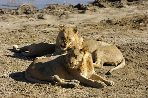 León Joven Sur África —  Fotos de Stock