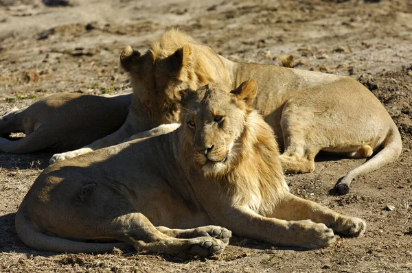 Junger Löwe Südafrika — Stockfoto