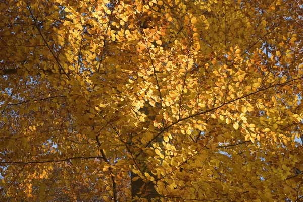 Herbst Blättert Laub Flora Herbst — Stockfoto