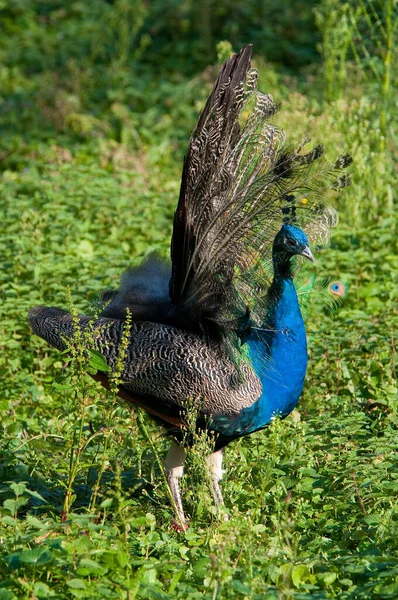 Malerischer Blick Auf Pfauenvogel Freier Wildbahn — Stockfoto