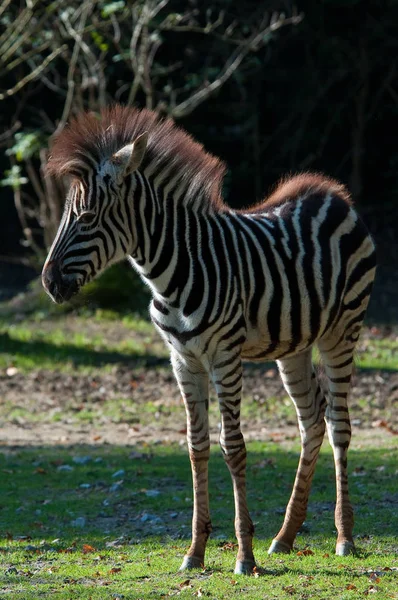 Czarno Białe Zwierzę Zebra Ssak — Zdjęcie stockowe
