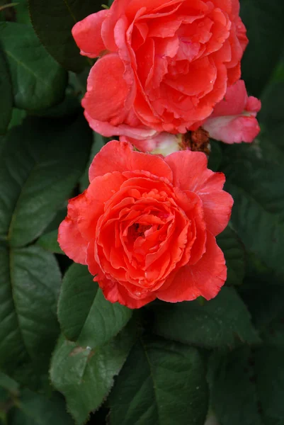 Vista Panorámica Hermosa Flor Rosa Blanca — Foto de Stock