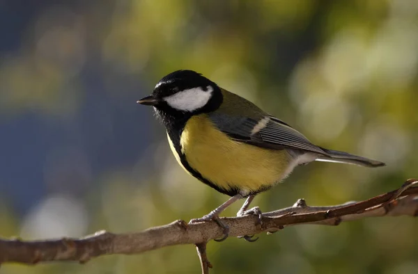 Malerische Ansicht Der Schönen Meise Vogel — Stockfoto