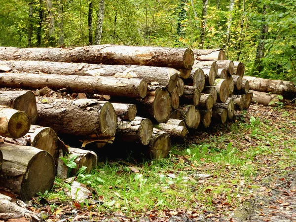 Haufen Von Baumstämmen Holzstapel — Stockfoto