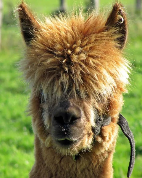 Lustiges Alpaka Tier Wildtiere Säugetier — Stockfoto