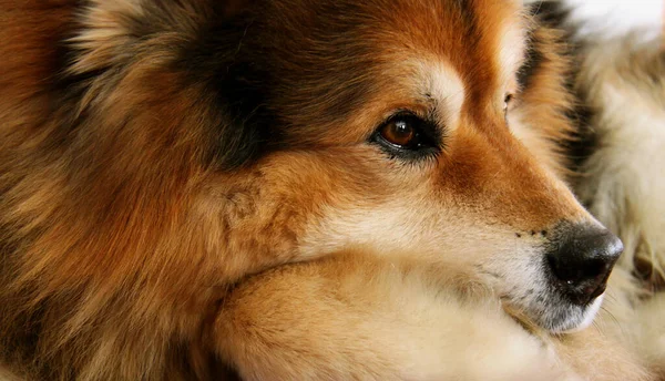 Portret Van Een Schattige Hond — Stockfoto