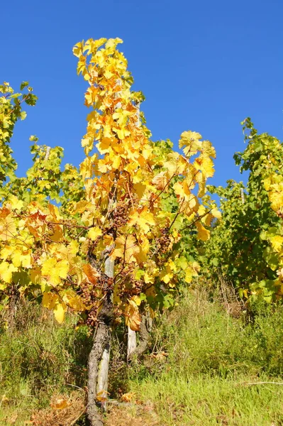 Prachtig Kleurrijk Herfstblad — Stockfoto