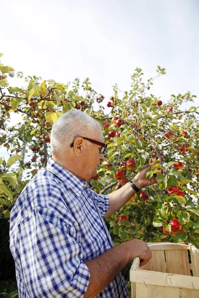 Idősebb Férfi Felvesz Egy Növényt Kertben — Stock Fotó