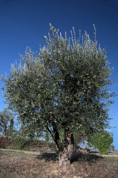 Drzewo Oliwne Toskanii — Zdjęcie stockowe