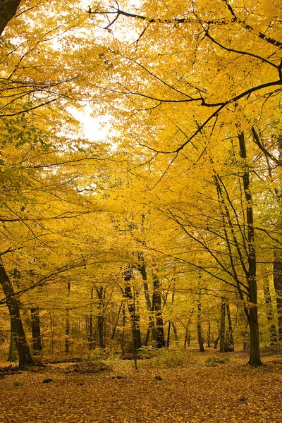 Осенний Лес Разноцветные Листья — стоковое фото