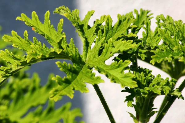 Verschiedene Blüten Selektiver Fokus — Stockfoto