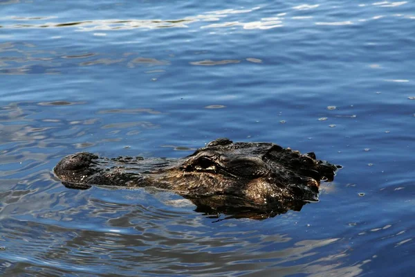 Krokodil Vördnad Everglades — Stockfoto