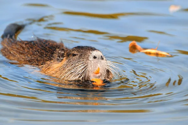 Näringsdjur Naturen Myocastor Coypus — Stockfoto