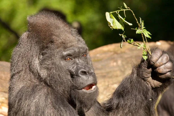 Primatentier Gorilla Affe Affe — Stockfoto