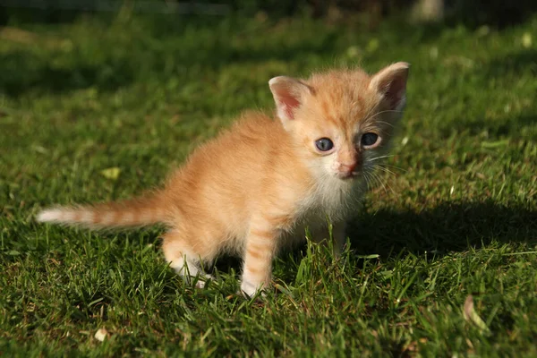 귀여운 고양이 — 스톡 사진