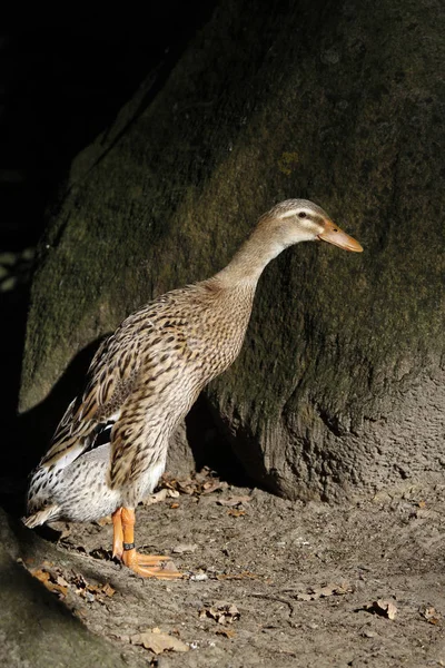 Indiáni Jsou Plemeno Anas Platyrhynchos Domesticus Domácí Kachna — Stock fotografie