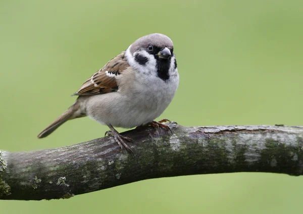 Aussichtsreiche Aussicht Auf Schöne Vögel Der Natur — Stockfoto