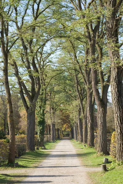 Atmosfera Autunnale Attenzione Selettiva — Foto Stock