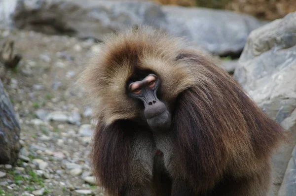 Closeup of animal at zoo