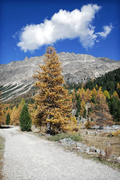 Sur Route Glacier Morteratsch — Photo