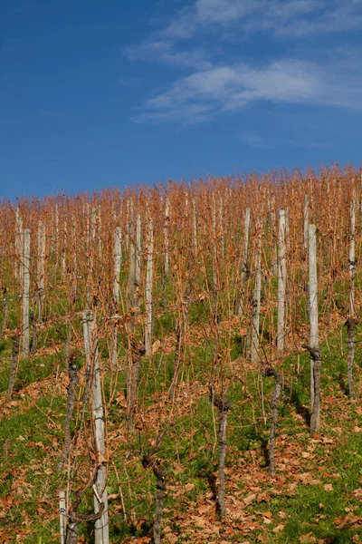 Wijngaard Natuur Flora Gebladerte Landbouw Landschapsoogst — Stockfoto