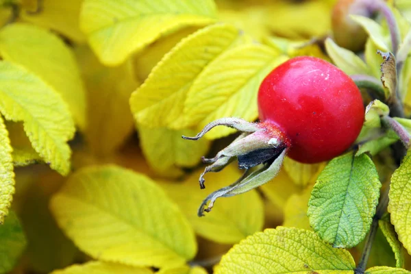 Yaban Gülünün Meyvesi — Stok fotoğraf