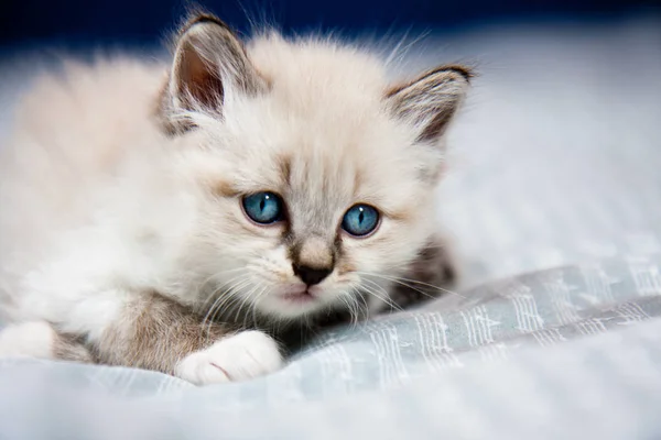 Jonge Kitten Met Blauwe Ogen — Stockfoto