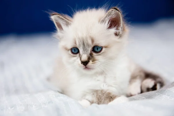 Retrato Gatinho Com Olhos Azuis — Fotografia de Stock