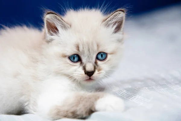 Porträt Eines Kätzchens Mit Blauen Augen — Stockfoto