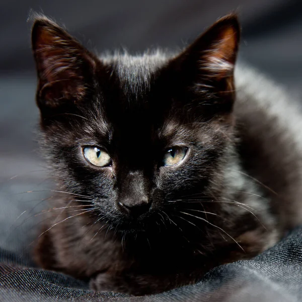 Retrato Jovem Gato Preto — Fotografia de Stock