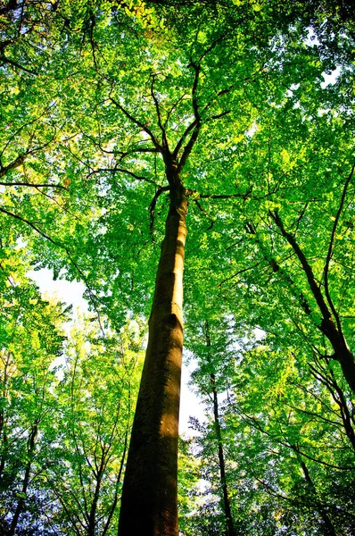 Światło Słoneczne Wykrywalne Drzewach Lesie — Zdjęcie stockowe