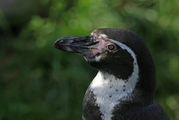 自然の中で可愛いペンギンの姿を見る — ストック写真