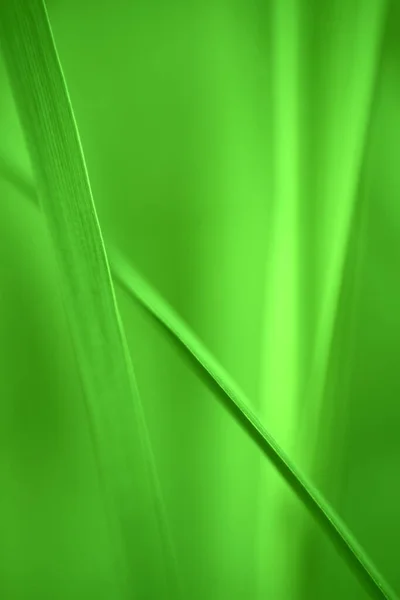 Fundo Verde Abstrato Linhas Futuristas Ilustração Vetorial — Fotografia de Stock