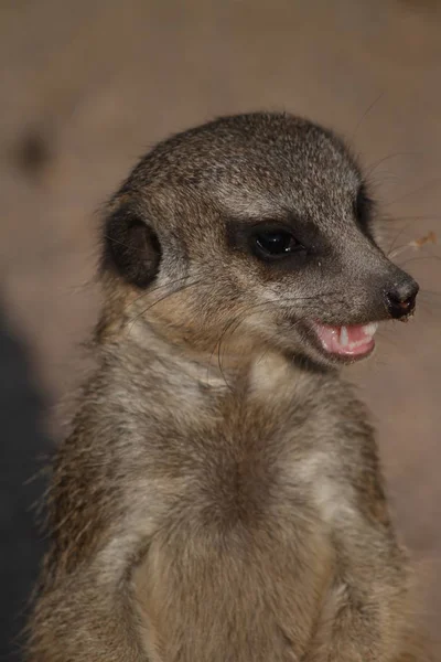 Meerkat Shows Teeth — Stock Photo, Image