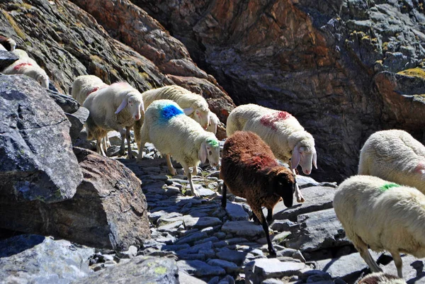 Πρόβατα Στα Βουνά — Φωτογραφία Αρχείου